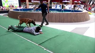 DOG ATTACK at Robinsons Mall in Iloilo City, Philippines ~ 1st Annual Dog Lover's Show
