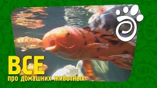 Рыбы Для Созерцая И Медитации  - Карпы Кои. Все О Домашних Животных