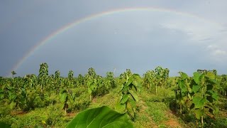 Nachhaltige Nutzung - eine wirkliche Alternative zur Abholzung des Regenwaldes