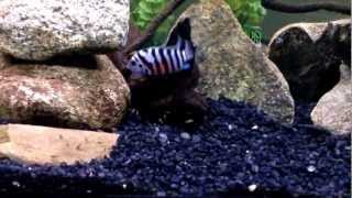 Convict Cichlid Tank Explanation