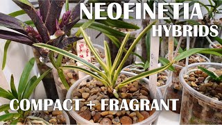 Neofinetia Hybrids : Introduction To My Collection + Care Tips ?