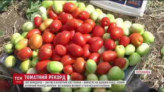 ТОМАТ ПЬЕТРАРОССА F1 - РЕКОРДСМЕН УРОЖАЙНОСТИ!