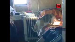 Кошка, выжившая после крушения рейса Томск-Сургут спустя три недели вернулась домой