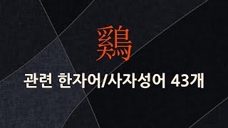 鷄(닭 계)에 관한 한자어/사자성어 43개