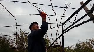 Обрезка старого куста винограда для выращивания на беседке с  возможностью укрывания лоз назиму