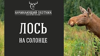 ЛОСЬ НА СОЛОНЦЕ! #ОХОТА НА ЛОСЯ