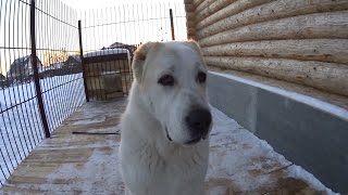 КОГДА ПЕРВАЯ ТЕЧКА У АЛАБАЯ