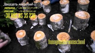 вешенка на пнях на даче, мастерклас funnymushroomschool # 19