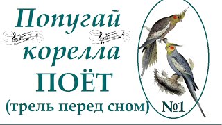 Попугай корелла красиво поёт. Вариация №1.