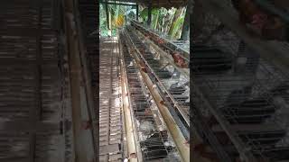 Kandang ayam arab petelur
