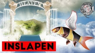 Inslapen van vissen: Hoe doen we het DIERVRIENDELIJK? | Aquarium Sunshine Valley