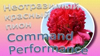 Неотразимый красный пион COMMAND PERFORMANCE / Сад Ворошиловой