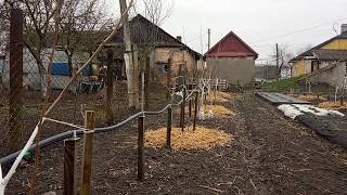 Зимова формуюча обрізка фундука