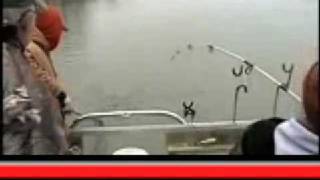 Catfishing Cumberland River Blue Catfish - Big Catfish