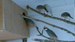 Java Finch Aviary