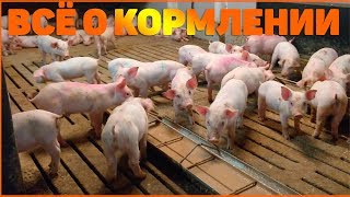 ВСЁ О КОРМОЕНИИ СВИНЕЙ! КОРМА. СОСТАВ. КАК КОРМИТЬ?!