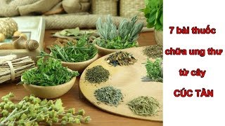 7 bài thuốc chữa bệnh vô cùng hiệu quả từ cây CÚC TẦN
