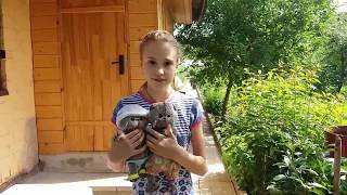 С басиками на даче. Веревочный городок для басика.