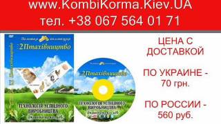 Как Дома Содержать Выращивать Кур Бройлеров