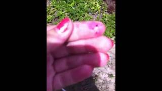 Random berries i found