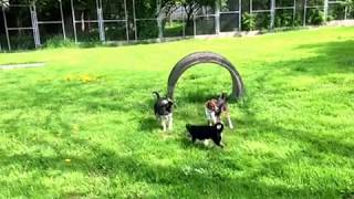Unsere Welpen und Junghunde