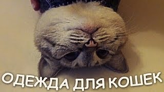Шьем теплую одежку для кошек!