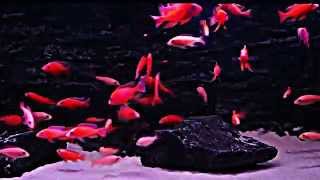 Красный дракон (Aulonocara Dragon Blood)