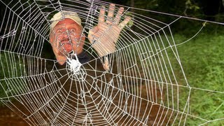 World's Strongest Spider Web