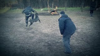 Cane Corso Stenley von Samaroff Protection