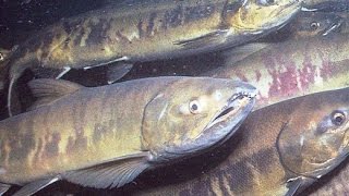 Рыбалка сетями. Ловля кеты на Амуре, осеннея рыбалка на лосося,  сентябрь 2016г. salmon fishing