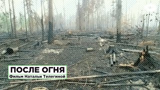 После огня. Фильм-расследование о причинах аномальных пожаров в сибирской тайге | ROMB
