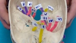 Skull foramina: cranial nerve passageways