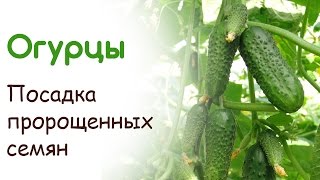 Посадка пророщенных семян огурцов в открытый грунт под бутылку