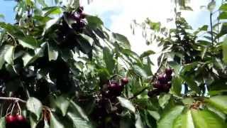 Саженцы черешни Прощальная