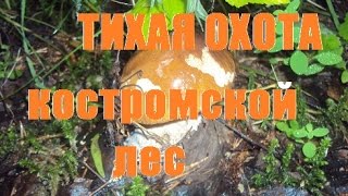 Грибные места.