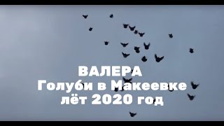 Николаевские голуби, Макеевка 8.01.2020