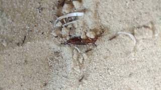 Муравьи vs Уховёртка щипалка (Ants vs earwig insect)