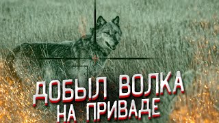 Добыча волка на приваде, попадание в кадре!