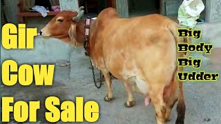 Gir Cow Big Udder Big Body?15 Liter Milk Cow For Sale || Gir Cow Farm Gujarat || गिर गाय Farm Talk