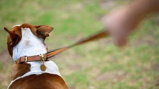 Котов и собак тянут за поводок