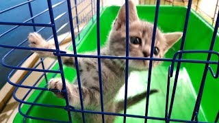 КОТ МАКС ЗА РЕШЕТКОЙ. Смешная история котёнка