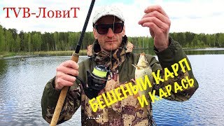 РЫБАЛКА! Бешеный клёв Карпа Карася и Леща | Сумасшедшая рыба вырывает фидер!