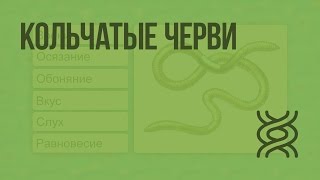 Кольчатые черви. Видеоурок по биологии 7 класс