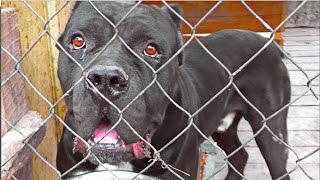 Огромный Кобель Кане Корсо. Мощная Охрана. Huge male Cane Corso. Strong Protecting.