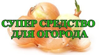 ЛУКОВАЯ ШЕЛУХА СУПЕР СРЕДСТВО ДЛЯ ОГОРОДА! ЭТО НАДО ЗНАТЬ!