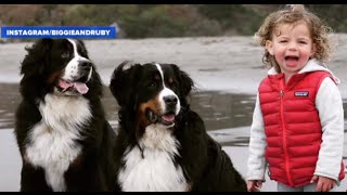 Little Girl and Her Giant Dogs