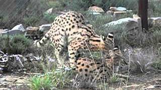 Serval-Paarung - Leptailurus serval