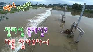저도 이런 물고기가 족대에 잡힐줄 전혀 예상하지 못했어요. 싯가 20만원짜리 물고기를 잡아버렸네요.