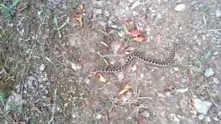 Nose-horned viper - Vipera ammodytes, Mrtvice canyon