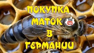 РЕАЛЬНАЯ ПОКУПКА МАТОК В ГЕРМАНИИ. НАСТОЯЩИЕ ПАСПОРТА НА СЕЛЕКЦИОННЫХ МАТОК. КУПИТЬ МАТКУ.